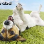 Store – gallery image 5