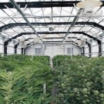 Store – gallery image 4