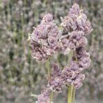 Store – gallery image 5