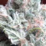 Store – gallery image 1