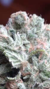 The Baked Boxer LLC — Sanford, ME