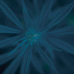 Store – gallery image 2