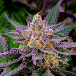 Store – gallery image 4