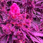 Store – gallery image 2