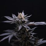 Store – gallery image 2