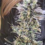 Store – gallery image 3