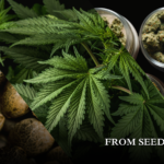 Store – gallery image 2