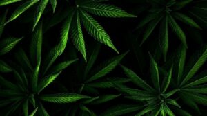 Medical Cannabis Of Utah — Lehi, UT