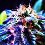 Store – gallery image 2