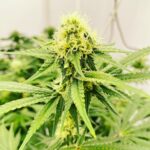 Store – gallery image 4