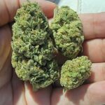 Store – gallery image 5