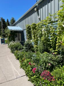 Elevate Shasta Cannabis Dispensary — Mount Shasta, CA