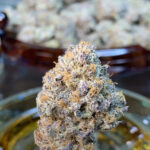 Store – gallery image 4