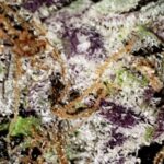 Store – gallery image 2