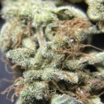 Store – gallery image 3