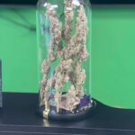 Store – gallery image 4