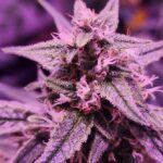 Store – gallery image 1