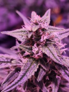 MedCan of Mississippi — Cleveland, MS