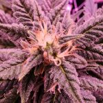 Store – gallery image 3