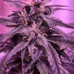 Store – gallery image 5