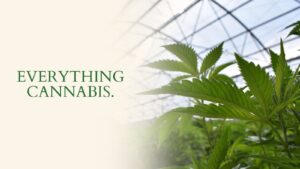 Cannabis Warehouse Australia