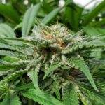 Store – gallery image 2