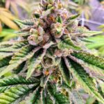 Store – gallery image 4