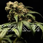 Store – gallery image 2