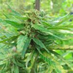 Store – gallery image 1