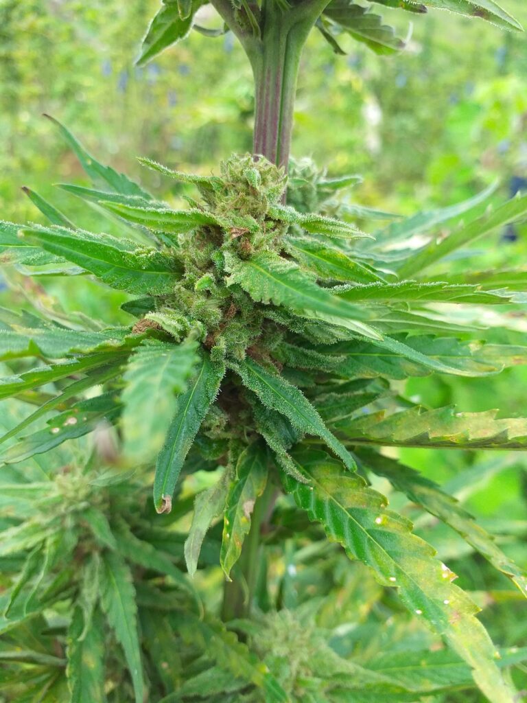 Store – main photo