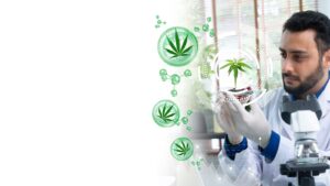 Cannamed – Cannabis Medicinal