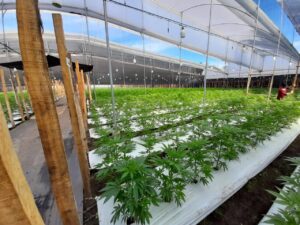 Medical Cannabis Colombia