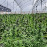 Store – gallery image 5