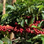 Store – gallery image 5