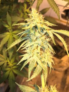 Medicinal Cannabis in Jamaica (GAS STATION STRAINS)