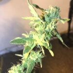 Store – gallery image 4