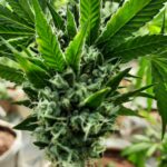 Store – gallery image 4