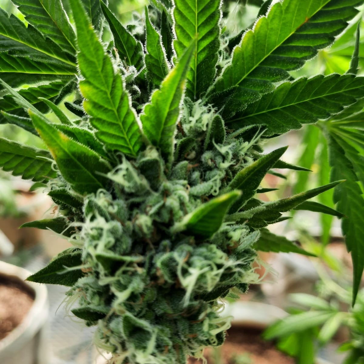 What Is a Grinder Card and How Does It Work?