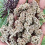 Store – gallery image 3