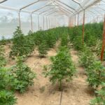 Store – gallery image 4