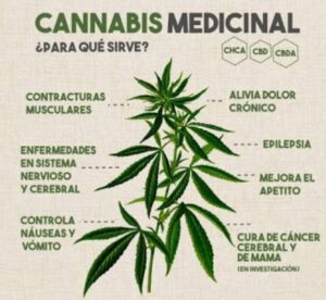 CBD OIL – CANNABIS MEDICINAL CUSCO