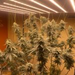 Store – gallery image 4