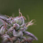 Store – gallery image 2