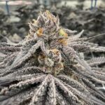 Store – gallery image 1