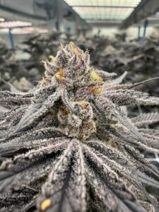 The 420 Doctor – Medical Cannabis Dispensary