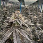 Store – gallery image 3