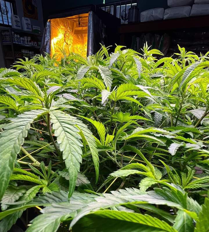 The Ultimate Guide to Cannabis Sea of Green (SOG) for Indoor Cultivation