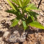 Store – gallery image 3