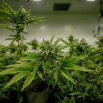 Dealing With Overwatered Cannabis Plants, and How You Can Recover Your Plants