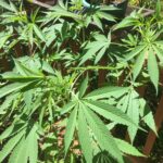 Cannabis Clone Dome Guide: Setup, Humidity, and Cloning Success Tips